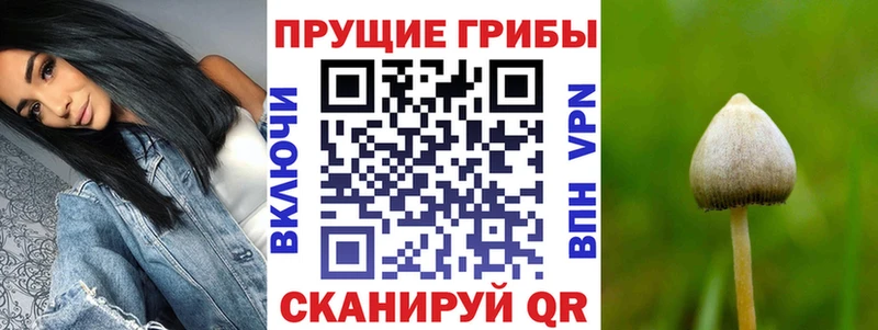 Галлюциногенные грибы Psilocybine cubensis Куровское